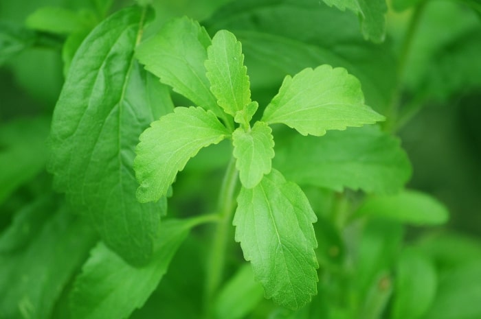 Stevia sweetener is extracted from the leaves of the stevia plant.