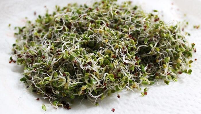 broccoli sprouts are incredibly healthy and can easily be grown at home