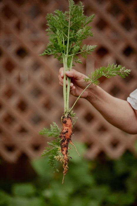 carrot grown in dirt